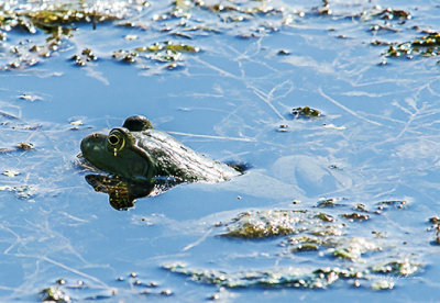 The tadpoles have all grown up and now you can hear the sweet sounds of evening around the water.
An image may be purchased at http://edward-peterson.artistwebsites.com/featured/1-kiss-me-edward-peterson.html