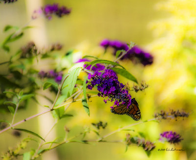 Flowers are still in bloom and the butterflies are taking advantage of the warm fall days.
An image may be purchased at http://edward-peterson.artistwebsites.com/featured/butterfly-and-flower-edward-peterson.html
