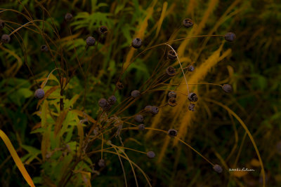 This is just one of those photos that you have to play with to get the grass and weeds to look a little special.
An image may be purchased at http://edward-peterson.artistwebsites.com/featured/fall-colors-haze-edward-peterson.html