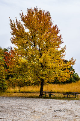 Every fall you can find one colorful tree that stands by itself. It is the color of the leaves and the dark trunk and branches that makes everything stand out.
An image may be purchased at http://edward-peterson.artistwebsites.com/featured/the-fall-tree-edward-peterson.html