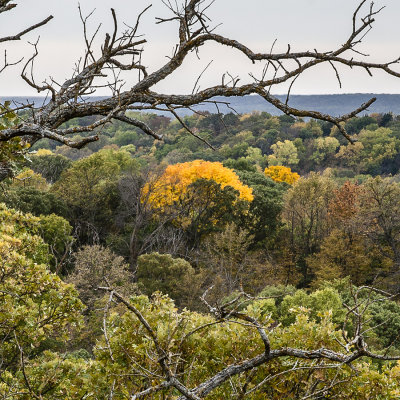 Sometimes something will just stand out and here this one yellow stands out from the surrounding area.
An image may be purchased at http://edward-peterson.artistwebsites.com/featured/yellow-leaves-edward-peterson.html