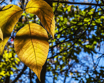 A bright day in the deep woods and the sun points out bright yellow leaves. 
An image may be purchased at http://fineartamerica.com/featured/autumn-leaves-edward-peterson.html