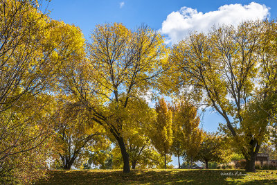 There is a street not far from me that runs along a park that contains yellow trees in the fall.
An image may be purchased at http://edward-peterson.artistwebsites.com/featured/a-yellow-day-edward-peterson.html