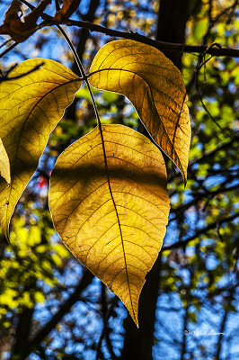 This group yellow leaves really stood out from the surrounding leaves.
An image may be purchased at http://edward-peterson.artistwebsites.com/featured/a-yellow-leaf-edward-peterson.html
