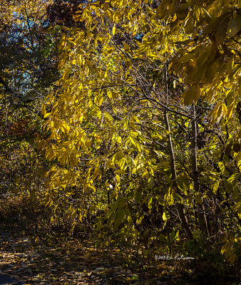 Bright fall days really brings out the color everywhere around you.
An image may be purchased at http://edward-peterson.artistwebsites.com/featured/1-yellow-leaves-edward-peterson.html