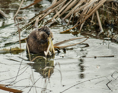 There were three different ponds where the muskrats were out and about. Watched this one eating a snack in the afternoon.
An image may be purchased at http://edward-peterson.artistwebsites.com/featured/muskrat-lunch-edward-peterson.html