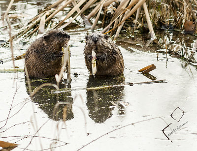 Must be date afternoon for these two. I think the one spied me taking photos.
An image may be purchased at http://edward-peterson.artistwebsites.com/featured/muskrat-date-edward-peterson.html