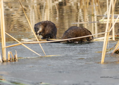 It was fun spotting all the Muskrat activity taking place in the three ponds. These two were feeding not far from their hut.
An image may be purchased at http://edward-peterson.artistwebsites.com/featured/mealtime-with-the-muskrats-edward-peterson.html