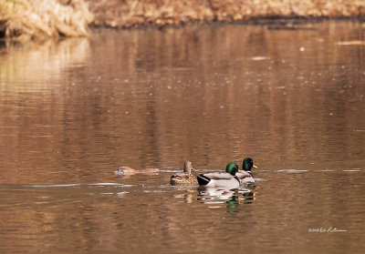 Seemed to be a busy day at Heron Haven watching the wildlife. First time for getting the Muskrat and Mallards in the same photo.
An image may be purchased at http://edward-peterson.artistwebsites.com/featured/mallards-and-muskrat-edward-peterson.html