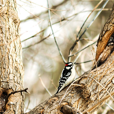 Now that winter is here there is a lot of activity at the feeding stations. With the foliage gone it is easier to spot the birds as they come in to the feeding stations.
An image may be purchased at http://edward-peterson.artistwebsites.com/featured/1-downy-woodpecker-edward-peterson.html