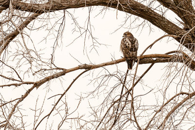 A very gray day out but I did find this Red-tailed Hawk setting in a tree. I assume it was looking for a meal.
An image may be purchased at http://edward-peterson.artistwebsites.com/featured/red-tail-hawk-edward-peterson.html