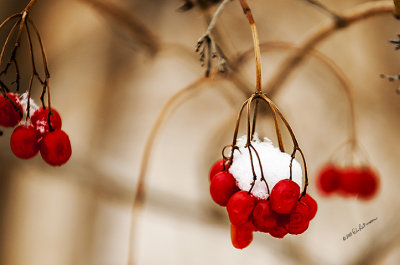 There seems to be a lot of these red berries around so I am hoping for a good year of bird watching.
An image may be purchased at http://edward-peterson.artistwebsites.com/featured/refrigeration-edward-peterson.html