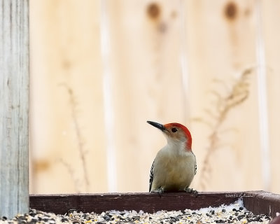 Winter is here and so are the feeding station along with the colorful winter birds.
An image may be purchased at http://edward-peterson.artistwebsites.com/featured/2-red-bellied-woodpecker-feeding-edward-peterson.html
