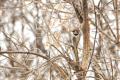 With the bare trees during the winter it is easier to get photos of nature.
An image may be purchased at http://edward-peterson.artistwebsites.com/featured/flicker-in-the-tree-edward-peterson.html