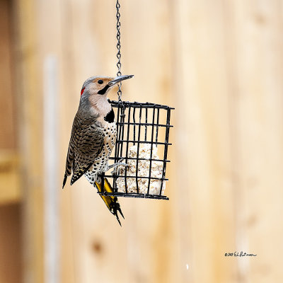 Caught at a feeder this Yellow Shafted Northern Flicker was really standing out on the gray day.
An image may be purchased at http://edward-peterson.artistwebsites.com/featured/flicker-at-feeder-edward-peterson.html