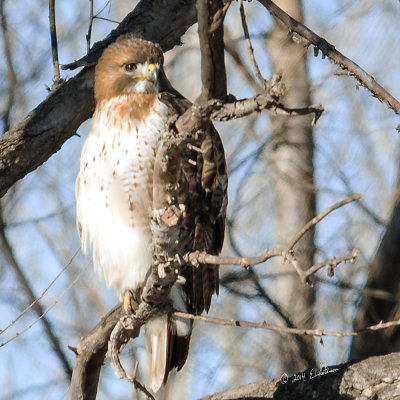It is always hard to get a shot of these hawks and they trend to flay away when anyone stops. Got lucky today!
An image may be purchased at http://edward-peterson.artistwebsites.com/featured/red-tailed-hawk-looking-edward-peterson.html