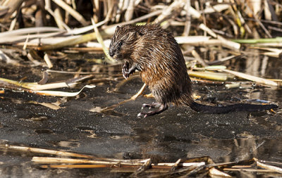 The muskrats were out in the warmth as the ice is melting and stocking up spring food.
An image may be purchased at http://edward-peterson.artistwebsites.com/featured/muskrat-spring-edward-peterson.html