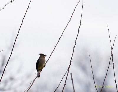 Pretty gray so the colors weren't very bright but there was a flock of Cedar Waxwings.