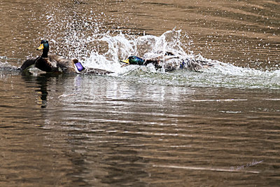 It is spring time and with it the wildlife males are busy protecting their mates and nesting sites. Here a couple of Mallards are having it out and the female was just swimming around paying no attention.
An image may be purchased at http://edward-peterson.artistwebsites.com/featured/spring-ruckus-edward-peterson.html