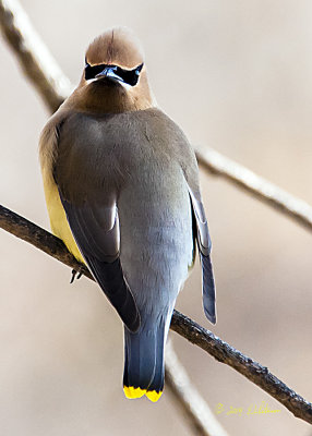 Lots of Cedar Waxwing flying around and perching in the tree in front of me. It took awhile but I finally had one look at me while I had the camera ready. Would love to see the Lone Ranger and a Cedar Waxwing with the mask off.
An image may be purchased at http://edward-peterson.artistwebsites.com/featured/masked-bird-cedar-waxwing-edward-peterson.html