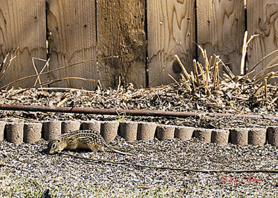 This is a good sign as they hibernation in September and emerge between late March and early May. They come out of their burrow when the sun is high and the earth is warm. It is spring time!
An image may be purchased at http://edward-peterson.artistwebsites.com/featured/thirteen-lined-ground-squirrel-edward-peterson.html