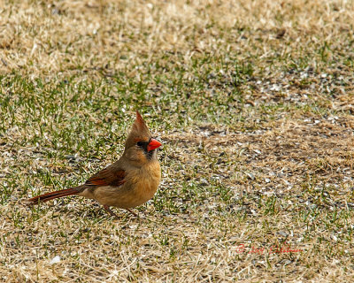 The lady seems to be out enjoying the spring day before she has to start setting a nest. The female Cardinal seems to have a little more color in the spring.
An image may be purchased at http://edward-peterson.artistwebsites.com/featured/mother-cardinal-edward-peterson.html