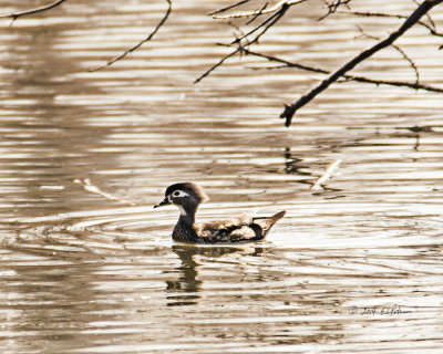 A lone female wood duck enjoying some time alone before the business of raising a family begins.
An image may be purchased at http://edward-peterson.artistwebsites.com/featured/female-wood-duck-edward-peterson.html