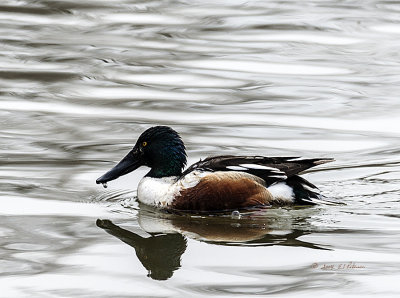With the migration there is a lot of water fowl making use of Heron Haven. It has been awhile since I have seen a Northern Shoveler on the water.
An image may be purchased at http://edward-peterson.artistwebsites.com/featured/northern-shoveler-edward-peterson.html