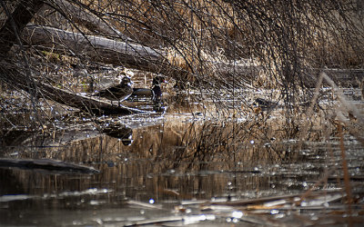 The Wood Ducks are always very skittish and take off or hide when someone is coming and they are out in the open. Caught these two hiding under the brush near the pond.
An image may be purchased at http://edward-peterson.artistwebsites.com/featured/wood-ducks-hiding-edward-peterson.html
