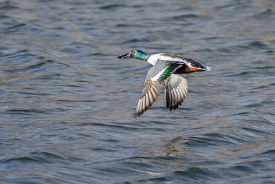 This Northern Shoveler heard me coming and took off but I did manage to get one shot of him in flight. There has been a good population of them this year as they make their way to their summer ranges.
An image may be purchased at http://edward-peterson.artistwebsites.com/featured/northern-shoveler-flight-edward-peterson.html