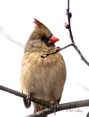 This female Northern Cardinal must not have seen me as she came in real close to me and allowed me to photograph her. She had real pretty color to her. 
An image may be purchased at http://edward-peterson.artistwebsites.com/featured/northern-cardinal-in-spring-edward-peterson.html