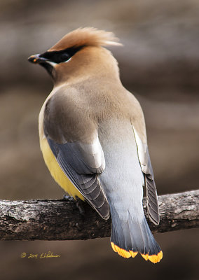 This Cedar Waxwing almost flew into me while out catching insects. He ended landing on a branch that was almost to close for me to photograph.
An image may be purchased at http://edward-peterson.artistwebsites.com/featured/cedar-waxwing-up-close-edward-peterson.html