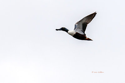 It is always great when you catch an animal doing what they naturally do. 
An image may be purchased at http://fineartamerica.com/featured/flight-of-a-northern-shoveler-edward-peterson.html