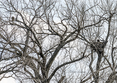 For all the years of my youth I never saw an Eagle in my Iowa home town. Now for the last several years I have been watching this pair of Eagles nesting along the river when I visit my home town. Now it is not uncommon for me to see Eagles in the Midwest as I travel around. It is great to see this recovery.
An image may be purchased at http://edward-peterson.artistwebsites.com/featured/recovery-edward-peterson.html