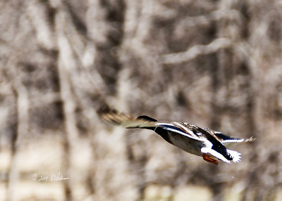 I wasn't silent enough in my approach and this Mallard took flight. It is always fun to see the ducks take to the air and then land on the other side of the pond.
An image may be purchased at http://edward-peterson.artistwebsites.com/featured/1-mallard-in-flight-edward-peterson.html