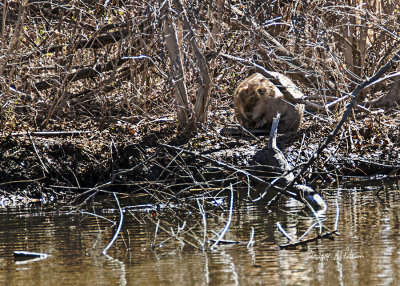 The beaver spent his time sleeping on his tail.  You can just see it under his feet.