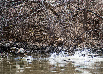 It is pretty hard for a beaver to catch a little nap with all the noise the Canada Geese are making.  If you look at the tree to the back right of the beaver it looks like it had been his lunch.