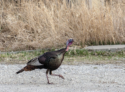 I followed this turkey very carefully. He was walking in the brush which prevented a photo. He finally came out of the brush and walked across the parking lot. 
An image may be purchased at http://edward-peterson.artistwebsites.com/featured/thomas-turkey-edward-peterson.html