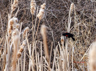 Where there are cattails there are Red-winged Black Birds as it makes a perfect place to build a nest and raise a family. It also makes a good place to hear there song.
An image may be purchased at http://edward-peterson.artistwebsites.com/featured/red-winged-black-bird-and-cattails-edward-peterson.html