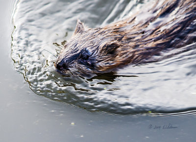 This Muskrat must have been late because he was making a beeline, swam right under my legs and out the other side of the boardwalk I was on.
An image may be purchased at http://edward-peterson.artistwebsites.com/featured/muskrat-out-for-a-swim-edward-peterson.html