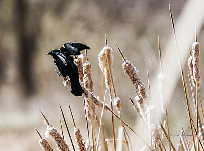 Red-winged Black Bird glistening in the sun just before he takes off.
An image may be purchased at http://edward-peterson.artistwebsites.com/featured/taking-flight-edward-peterson.html