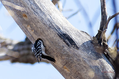 Spent some time watching this Downy Woodpecker working on his new nesting site for this season.
An image may be purchased at http://edward-peterson.artistwebsites.com/featured/under-contruction-edward-peterson.html
