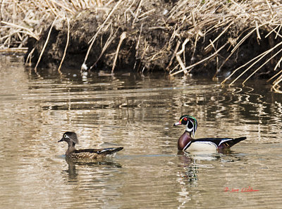 The great thing about this pair still being around is I should be able to see some little ones later on in the season. It is always amazing just how fast the little ones can swim when momma hides them.
An image may be purchased at http://edward-peterson.artistwebsites.com/featured/wood-duck-pair-edward-peterson.html