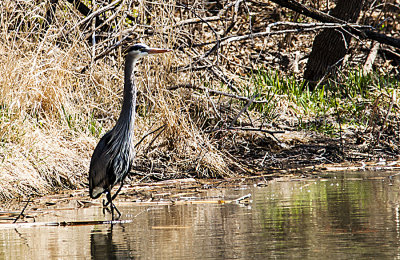 The first Great Blue Heron sighting at Heron Haven. It is good to see him back for another year. I thought he might have seen some food, but he never struck for it.
An image may be purchased at http://edward-peterson.artistwebsites.com/featured/great-blue-heron-fishing-edward-peterson.html