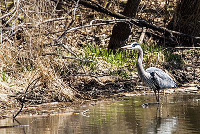 This Great Blue Heron took a nice long stroll in the water looking for some food. He didn't find any and flew away.
An image may be purchased at http://edward-peterson.artistwebsites.com/featured/great-blue-heron-stroll-edward-peterson.html