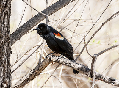 Found this Red-winged Blackbird just singing his heart out. One of the sure signs of spring is their song, always so clear. 
An image may be purchased at http://edward-peterson.artistwebsites.com/featured/singing-a-song-edward-peterson.html