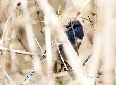 Walking along the trail and I spotted this Blue Jay just off the path but it took some time before I could get him in focus. 
An image may be purchased at http://edward-peterson.artistwebsites.com/featured/blue-jay-in-the-bush-edward-peterson.html