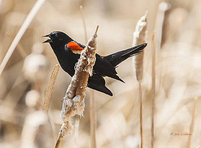 There is nothing like the song of the Red-winged Black Bird to let one know it is spring time in the Midwest
An image may be purchased at http://edward-peterson.artistwebsites.com/featured/sing-to-me-red-winged-black-bird-edward-peterson.html
