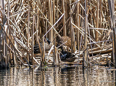 I was photographing the Muskrat swimming around and ducking into the cattails. I had lost him in the cattails so I was trying to get a shot of the Blue-winged Teal that seem to be nesting. Al of a sudden I noticed some movement behind the Teal and there was my muskrat! As I watched I noticed there were two Muskrats in the cattails.
An image may be purchased at http://edward-peterson.artistwebsites.com/featured/blue-winged-teal-and-muskrat-edward-peterson.html