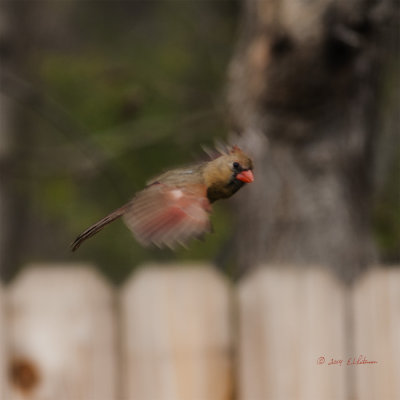 A female Northern Cardinal takes flight from the feeder on a rainy day. 
An image may be purchased at http://edward-peterson.artistwebsites.com/featured/female-cardinal-takes-flight-edward-peterson.html